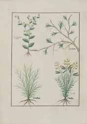 Illustration du Livre des simples médecines par Mattheaus Platearius, c.1470